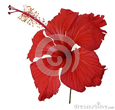 Red hibiscus flower isolated Stock Photo