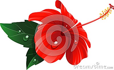 Red hibiscus flower Vector Illustration