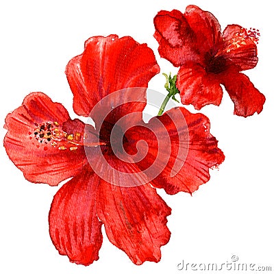 Red hibiscus flower, tropical plants isolated, watercolor illustration on white Cartoon Illustration