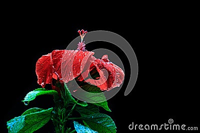 Red hibiscus flower wet red rain flower on black background Beau Stock Photo