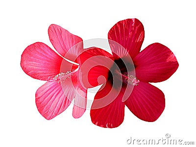 Red hibiscus flowers Stock Photo