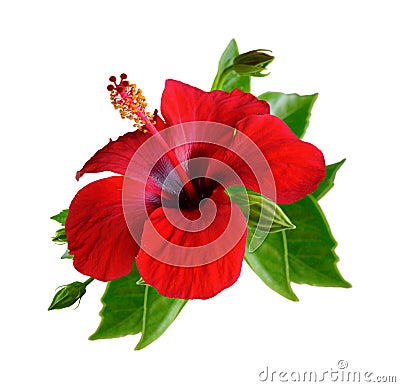 Red hibiscus flowers. Isolated. Stock Photo