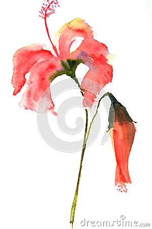 Red hibiscus flowers Stock Photo