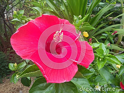 red hibiscus in garden Stock Photo
