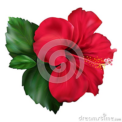 Red hibiscus karkade tropical exotic flower plant Stock Photo