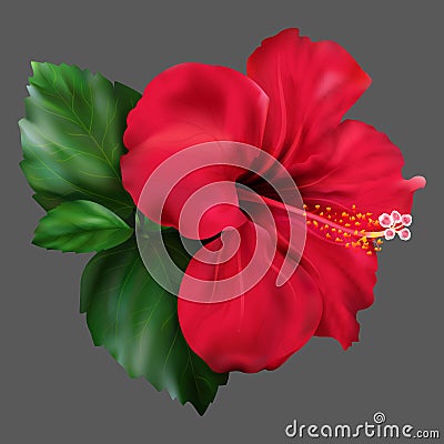 Red hibiscus karkade tropical exotic flower plant vector Vector Illustration