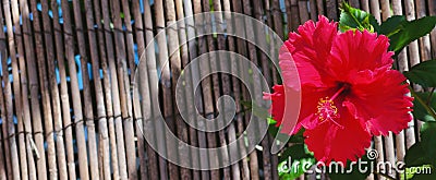 Red Hibiscus Rosa Sinensis Fence Background. Israeli Flowers. Nature background. Selective Focus Stock Photo