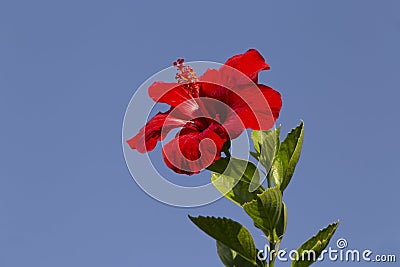 Red hibiscus rosa-sinensis flower against blue sky Stock Photo