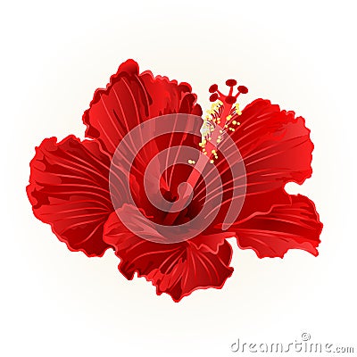 Red hibiscus simple tropical flower vintage hand draw vector Vector Illustration
