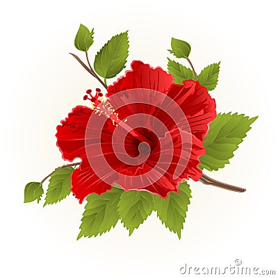 Red hibiscus stem tropical flower simple vintage vector Vector Illustration