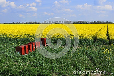 Red Hives Stock Photo