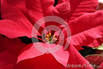 Red holiday poinsettia closeup center Stock Photo