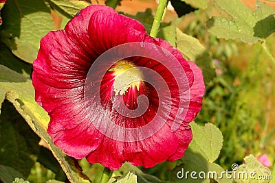 Red Holly Hock Flower Stock Photo