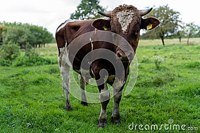 Red Holstein bull outdoors at farm Stock Photo