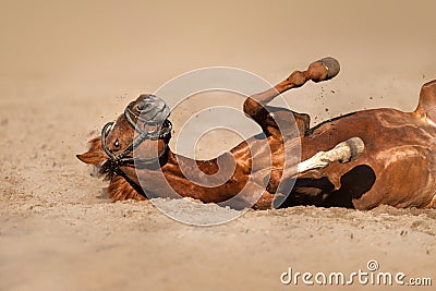 Horse funny roll Stock Photo