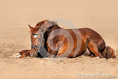 Horse lay on sand Stock Photo