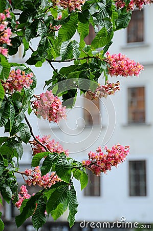 Red horse-chestnut tree Stock Photo