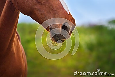 Red horse nose Stock Photo