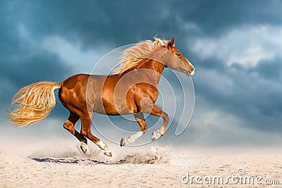 Red horse run in desert Stock Photo