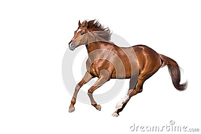 Red horse on white Stock Photo