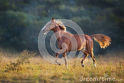 Red horse run Stock Photo