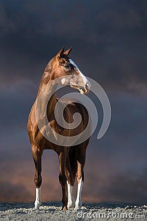 Red horse stand Stock Photo