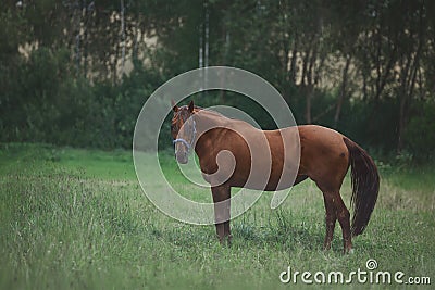 Red horse in summer rain in green field Stock Photo
