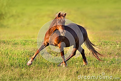 Red horse trotting Stock Photo