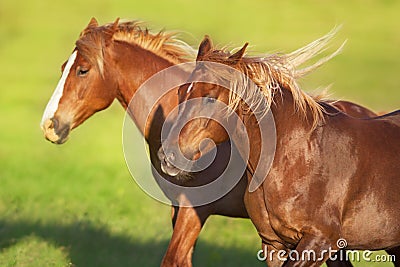 Red horses free run Stock Photo