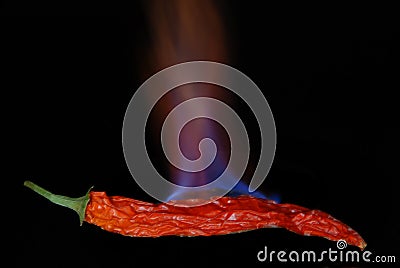 Red hot chili pepper 1 Stock Photo