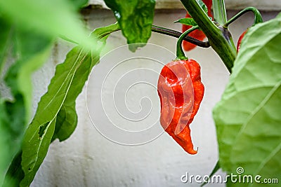 Red hot chilli pepper Bhut Jolokia on a plant. Stock Photo