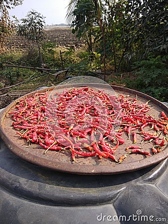 Red hot chilly in sun light for makn powder Stock Photo