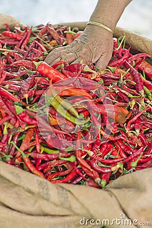 Red Hot Peppers Stock Photo