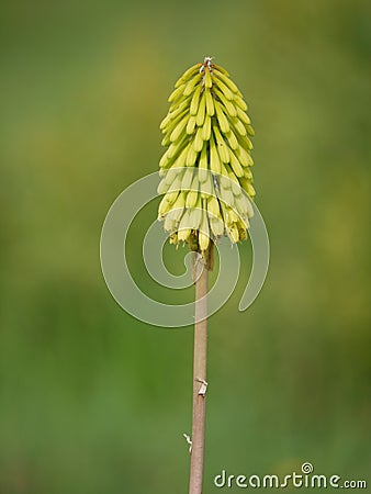 Red-hot poker flower Stock Photo