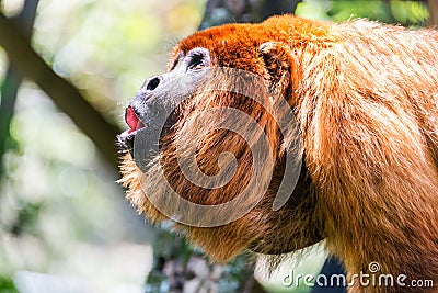 Red Howler Monkey Alpha Male Stock Photo