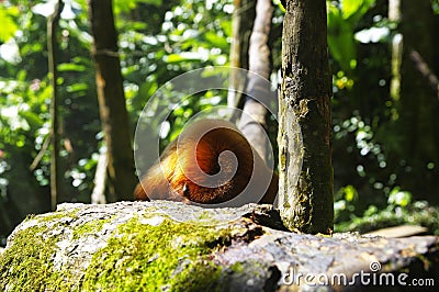 A red howler monkey trying to hide behind a large boulder Stock Photo