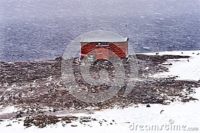 Red Hut Snowing Gentoo Penguins Rookery Mikkelsen Harbor Antarctica Stock Photo