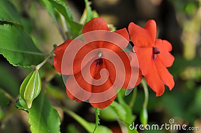 Red Impatiens flower with seed nature outdoor Stock Photo