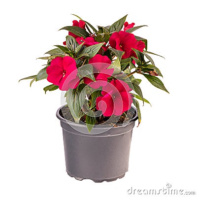 Red impatiens walleriana flowers i Stock Photo
