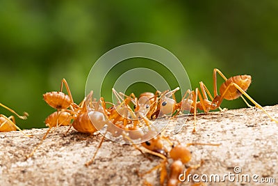 Red Imported Fire Ant Stock Photo