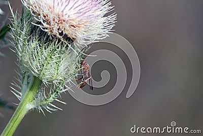 Red Imported Fire Ant, Solenopsis invicta Stock Photo