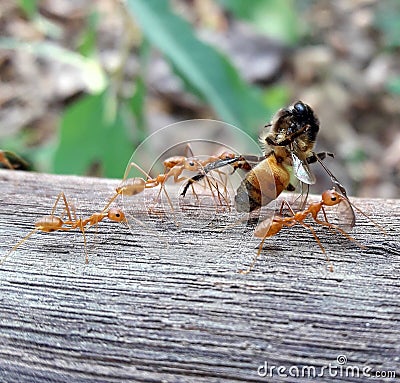 RED IMPORTED FIRE ANTS CARRY DEAD HONE BEE Stock Photo