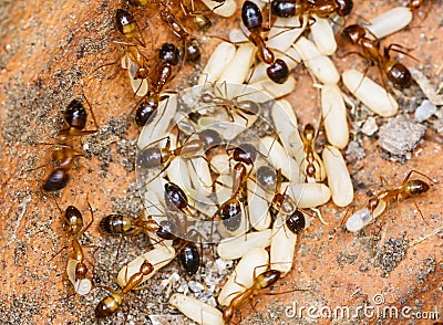 Red imported fire ants Solenopsis invicta or simply RIFA take care eggs Stock Photo