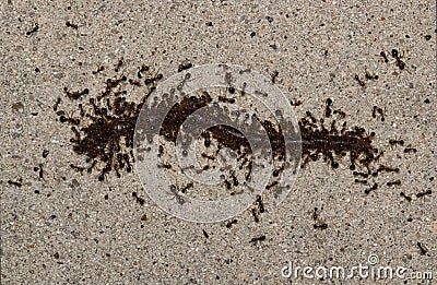Red imported fire ants (Solenopsis invicta) swarming onto an earthworm. Stock Photo