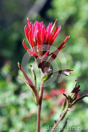 Red Indian Paintbrush flower, Castilleja Stock Photo