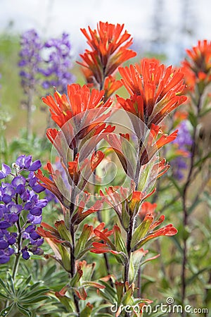 Red Indian Paintbrush Wildflowers Closeup Stock Photo