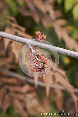 Acer saccharinum flowers Stock Photo