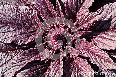 Red inflorescence of Amaranth Stock Photo