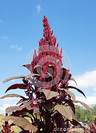 Red inflorescence of Amaranth Stock Photo