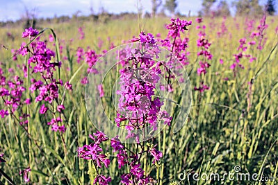 Red inflorescences of flowers Silene viscaria. Stock Photo